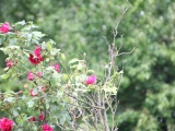 Tn IMG 5722
